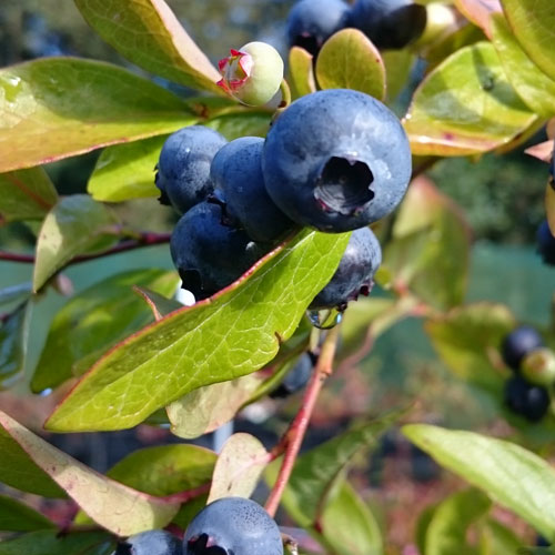 Pot Grown Blueberry Bush Ozark Blue | ScotPlants Direct